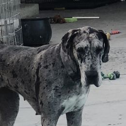 Lucy - Great Dane