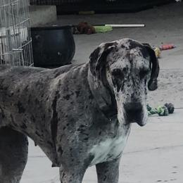 Lucy - Great Dane