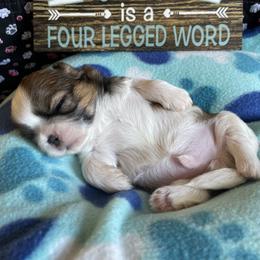 Shih Tzu Puppies from Aloha Shih Tzu