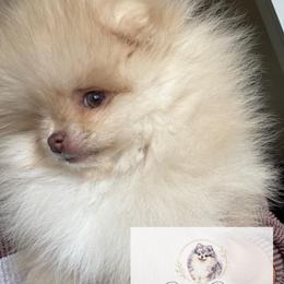 Eros - Cream sable parti male Pomeranian puppy in Morgan, Utah from Rockstar Rigby Pomeranians