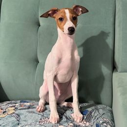 Pied boy 1 - White and red Italian Greyhound puppy in Grand Rapids, Michigan from Candace Morris