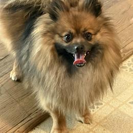 Hagrid - Pomeranian