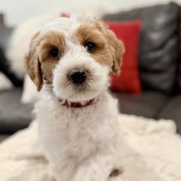 Red boy.Snickers - Parti male Goldendoodle puppy in Twin Falls, Idaho from Magic Valley Family Doodles