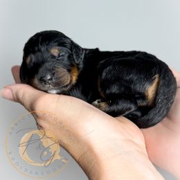 Mrs. Peacock (blue collar female) - Phantom female Goldendoodle puppy in Murrieta, California from Apricot Poodles & Goldendoodles, LLC