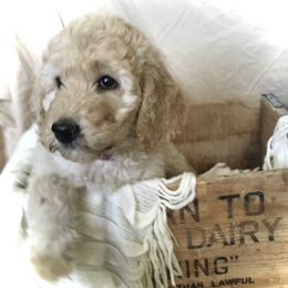 Poodle Puppies from Star Valley Standards