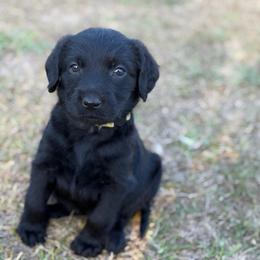 Callie - Black female Labradoodle puppy in Georgetown, South Carolina from Muddy Bay Kennels