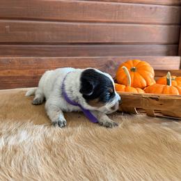 Purple Collar - Blue female Australian Cattle Dog puppy in Nevada, Missouri from Back Road Dog Company, LLC