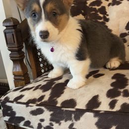 American Corgi and Pembroke Welsh Corgi Puppies from Beebe’s Corgis