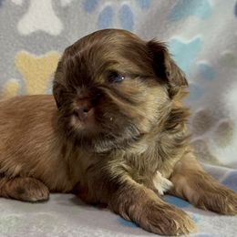 Liver Boy - Shih Tzu puppy from Little Lion Puppies