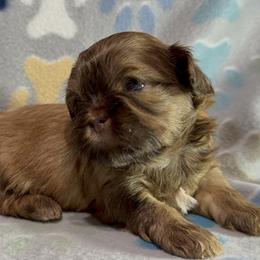 Liver Boy - Shih Tzu puppy from Little Lion Puppies