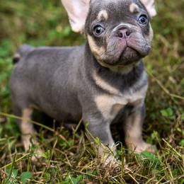 French Bulldog Puppies from Cocoskennel