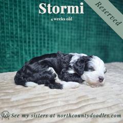Stormi - female Australian Mountain Doodle puppy in Escondido, California from North County Doodles