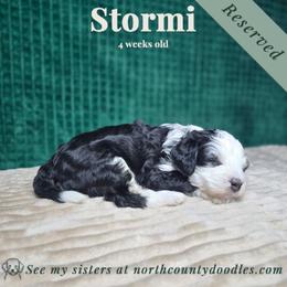 Stormi - female Australian Mountain Doodle puppy in Escondido, California from North County Doodles