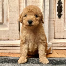 Female 3 - Apricot female Goldendoodle puppy in Brooksville, Florida from Kruger Doodles