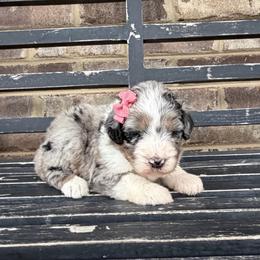 Autumn - Blue merle female Aussiedoodle puppy in Cartersville, Georgia from Simply Blessed Doodles