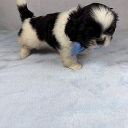 Roman - Tricolor male Shih Tzu puppy in Columbia, Kentucky from Lisa Bandy Luxe Shih Tzu