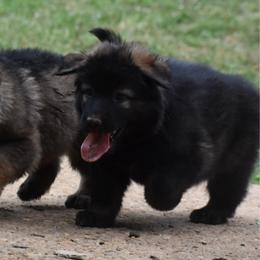 Pink Collar Female - Sable female German Shepherd puppy in Marianna, Florida from Haus M Godwin