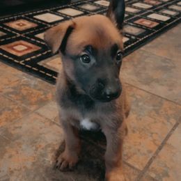 Belgian Malinois Puppies from Pyrex Kennels