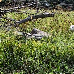 English Setter Puppies from Woodsway Kennel