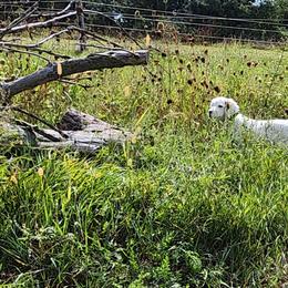 English Setter Puppies from Woodsway Kennel