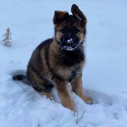 German Shepherd Puppies from TJ’s South Bench German Shepherds