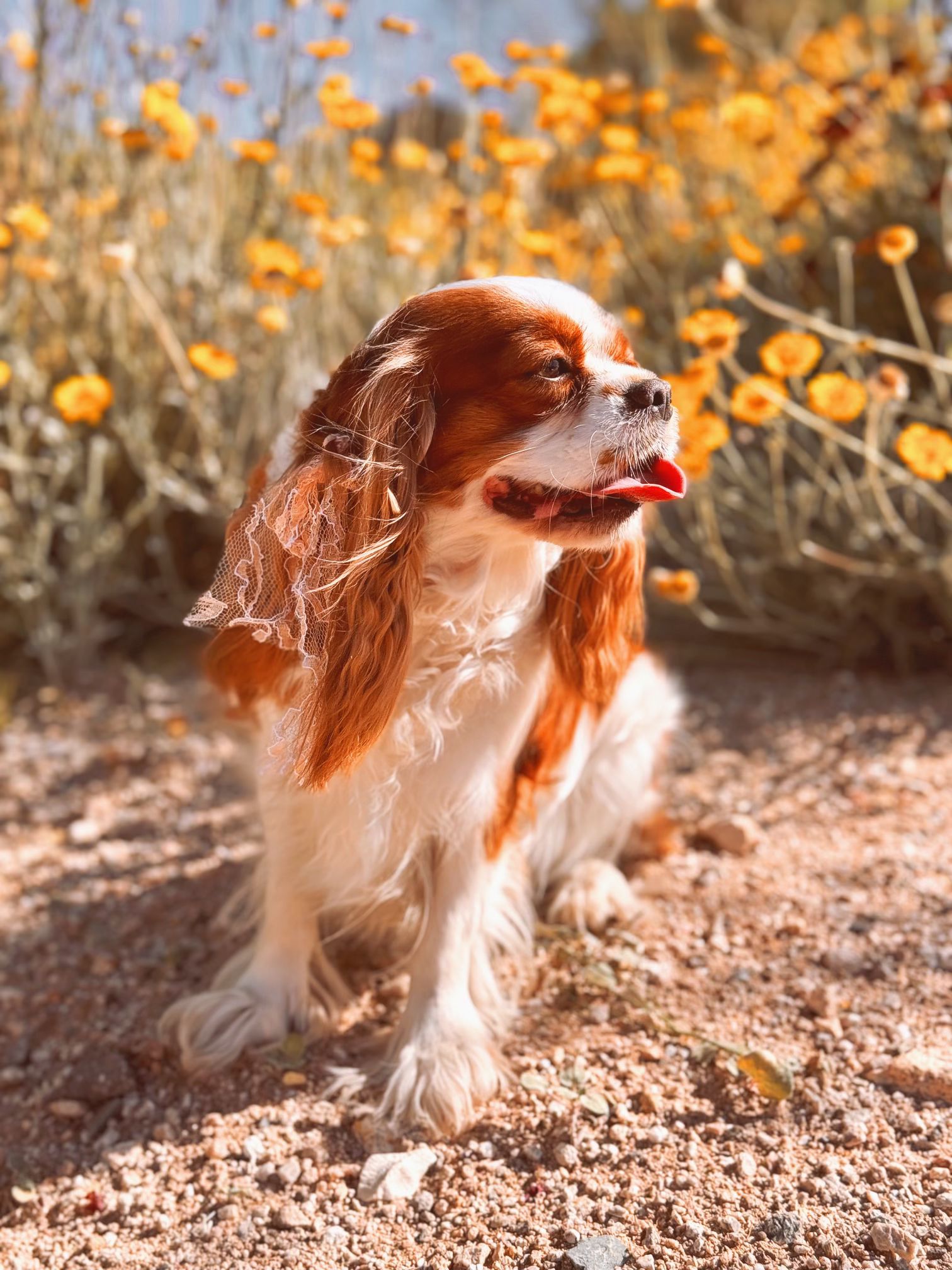 Cavapoo Puppy Parade in Arizona Cavalier King Charles Spaniel