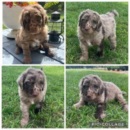 Chocolate Abstract Merle Boy - Merle male Goldendoodle puppy in Lancaster, South Carolina from Silver Hill Farm SC