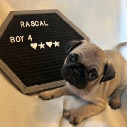 Boy 4 - Fawn male Pug puppy in Norborne, Missouri from Pug Palace