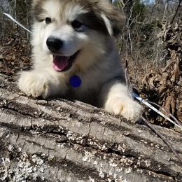 Alaskan Malamute Puppies from Sequoia Timber Malamutes