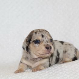 Fritz - Black and cream male Dachshund puppy in Bellville, Ohio from JK Mini Doxies