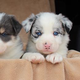 Border Collie Puppies from C Bar C Ranch