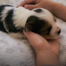Yorkshire Terrier puppies from Maranatha Yorkies - Stockton