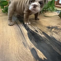 Charleston Chew - Lilac tri-color male Bulldog puppy in Hastings, Minnesota from Spot On