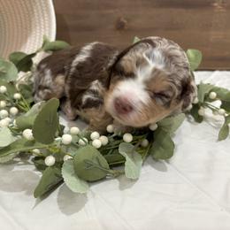 Boy 1 - male Aussiedoodle puppy in Rainbow City, Alabama from Creek Bend Farm
