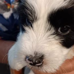 Boy 1 - Tibetan Terrier puppy in Florida from Floresta Tibetan Terriers