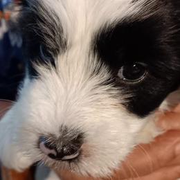Boy 1 - Tibetan Terrier puppy in Florida from Floresta Tibetan Terriers