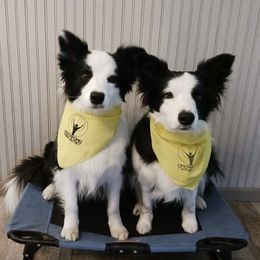 Belgian Tervuren and Border Collies from Dejavu Belgians and Borders
