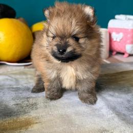 Bella - Cream sable female Pomeranian puppy in Brooklyn, New York from Svitlana's Pomeranians