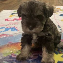 Woody - Liver male Miniature Schnauzer puppy in Carriere, Mississippi from Sassy Schnauzers