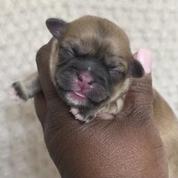 Rosie - Gold female Shih Tzu puppy in Greer, South Carolina from My Precious Paws – Shih Tzu