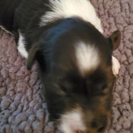 Miniature Schnauzers from Mary's Miniature Schnauzers