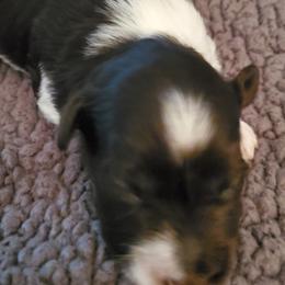 Miniature Schnauzers from Mary's Miniature Schnauzers