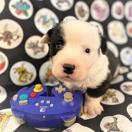 Leaf - Cardigan Welsh Corgi puppy in Quinlan, Texas from Fable Cardigan Welsh Corgis