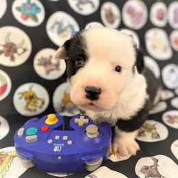 Leaf - Cardigan Welsh Corgi puppy in Quinlan, Texas from Fable Cardigan Welsh Corgis
