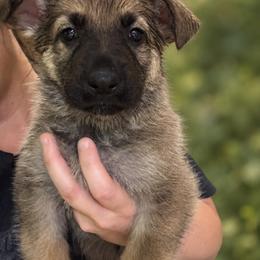 Caramello - Sable female German Shepherd puppy in Barnhart, Missouri from Combat Creek German Shepherds