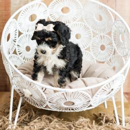 Goldendoodle Puppies from KandE Doodles