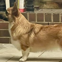 KATE - Pembroke Welsh Corgi