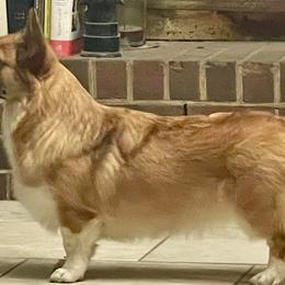KATE - Pembroke Welsh Corgi