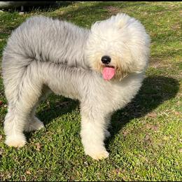 Anitta - Old English Sheepdog
