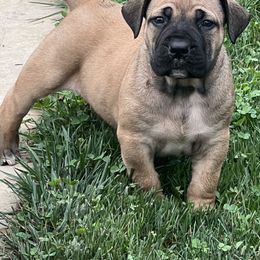 Boerboel Puppies from Fueled Kennel